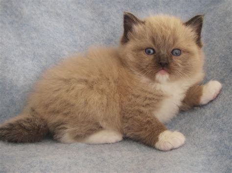 MINK RAGDOLL KITTENS, SEPIA RAGDOLLS | Ragdoll cat breeders, Cat ...