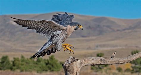 Halcón peregrino, el ave que caza a más de 300 kilómetros por hora