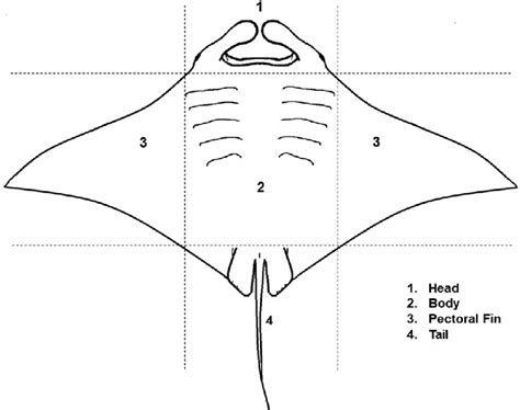 Diagnostic division of the manta ray body. Manta ray's body structure ...