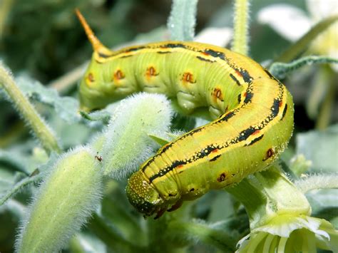 Caterpillar | Info-Fact and Photos | The Wildlife