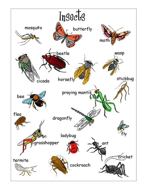 Insects For Kids Printables