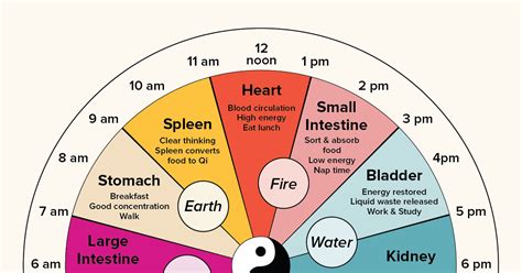 Chinese Body Clock: About, Benefits, Research Chinese Body Clock, Blood ...