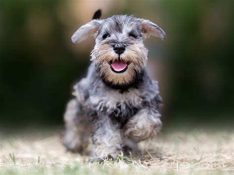 5 Common Mini Schnauzer Health Problems | Spot®