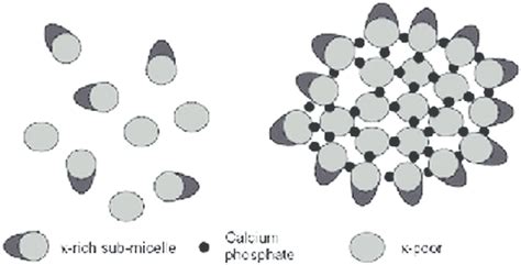 Representation of the casein micelle dual binding model proposed by... | Download Scientific Diagram