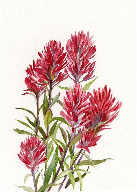 Indian Paintbrush by Sharon Freeman in 2020 | Wildflower drawing