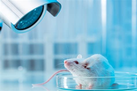 Laboratory rats, mice and rodent video capture for biomedical research ...