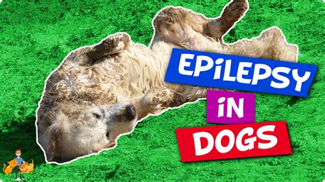 11 Vital Facts about Dog Epilepsy: causes, treatment + life expectancy — Our Pet's Health