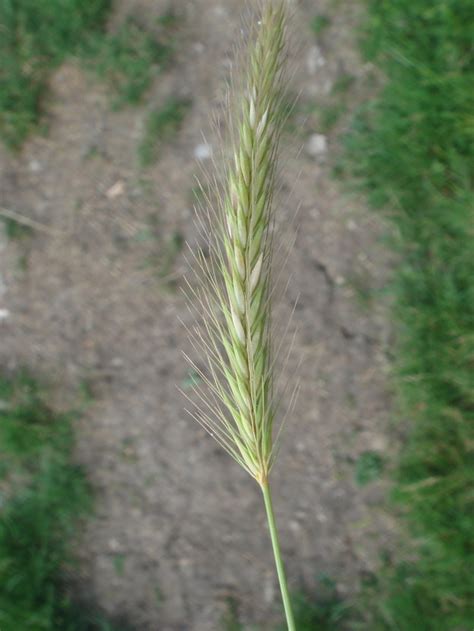 The Gigantic Grass Identification Quiz (UK)