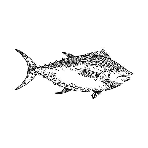 tuna fish sketch hand drawn vector 17418122 Vector Art at Vecteezy