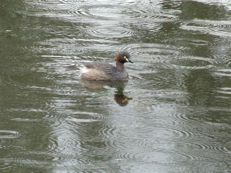 Australasian Grebe at Mt Annan Botanic Gardens - Trevor's Birding