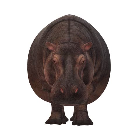 Hippo isolated on a Transparent Background 23556591 PNG