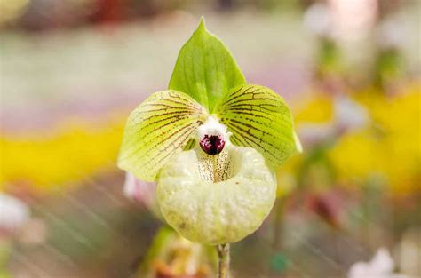 Orchid Flowers: Everything You Need To Know - A-Z Animals