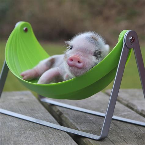 BuzzFeed's Adorably on Twitter | Cute piglets, Cute animals, Cute baby pigs