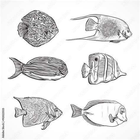 Collection of tropical fish.Vintage set ofhand drawn marine fauna.Isolated vector illustration ...