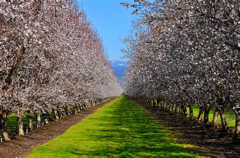 California almond orchards in bloom | Flickr - Photo Sharing!