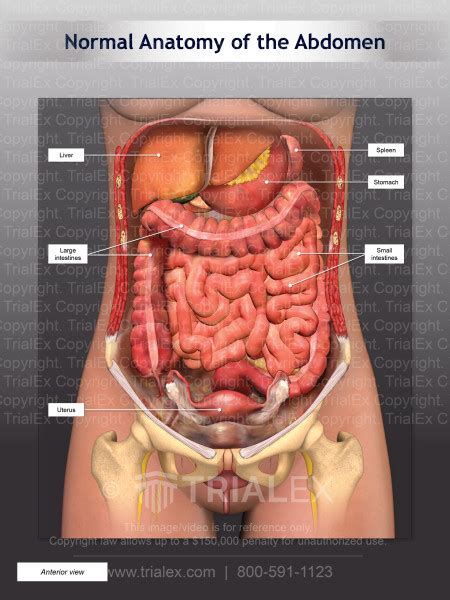 Normal Anterior Abdominal Anatomy of Female - TrialQuest Inc.