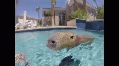 Capybara Gif - IceGif