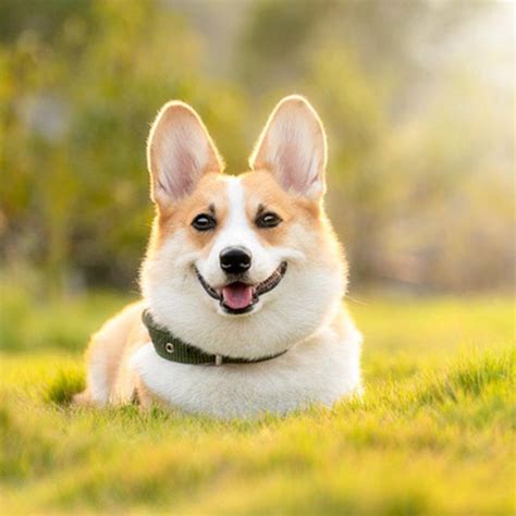 Top hơn 78+ ảnh chó corgi mới nhất - Co-Created English