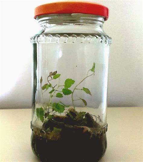 Make Your Own Bottle Terrarium