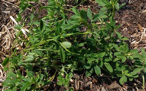 Growing Fenugreek: Plant Varieties, How-to Guide, Problems, and Harvesting