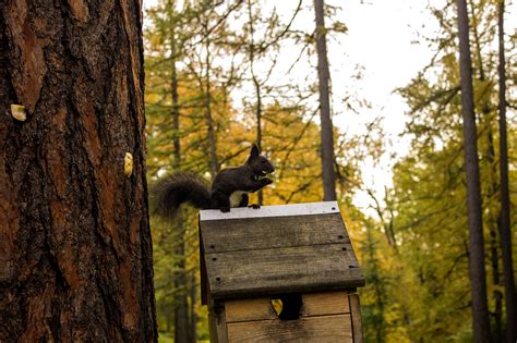 Squirrel eat nuts on Behance