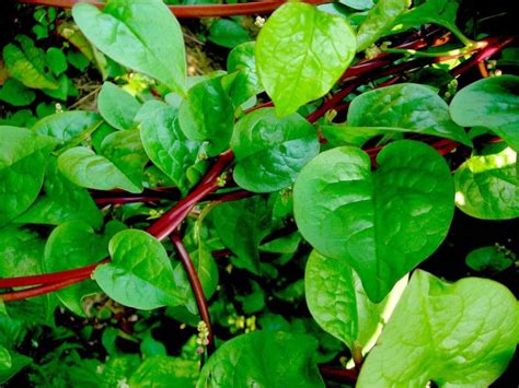 MaliaGarden RED Malabar Spinach - Lal Pui Sag Seed Price in India - Buy ...