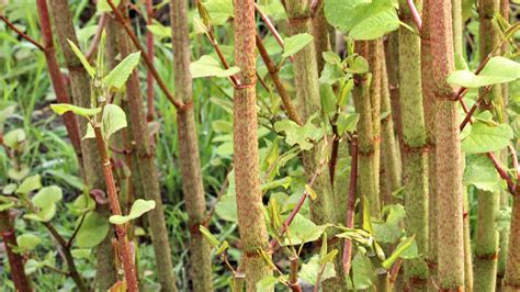 Japanese knotweed identification: Do you know how to spot this plant in a garden? | Homebuilding