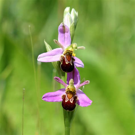 July - Bee orchid — Living Levels