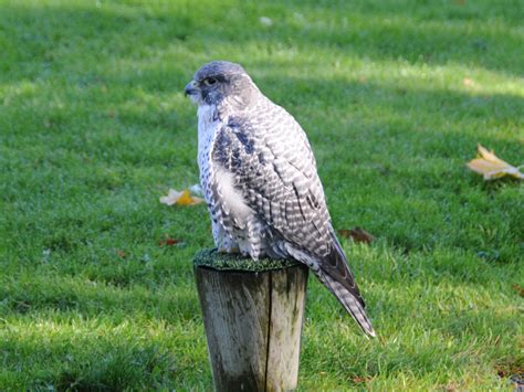 The Online Zoo - Gyrfalcon