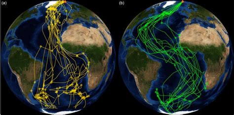 Migration routes of the arctic tern, that every year goes from the Arctic to the Antarctic and ...