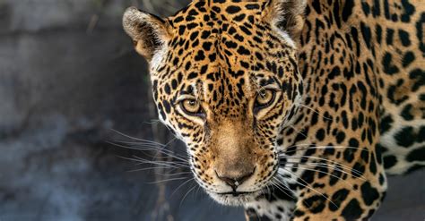 Jaguar - Los Angeles Zoo and Botanical Gardens