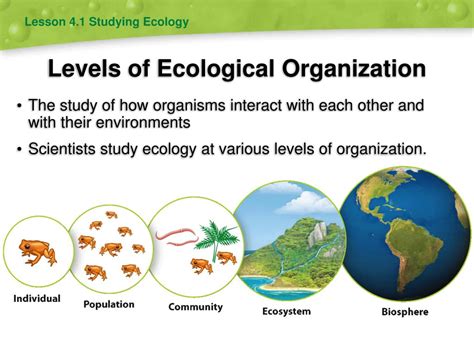 Ecology Levels Of Organization Worksheet