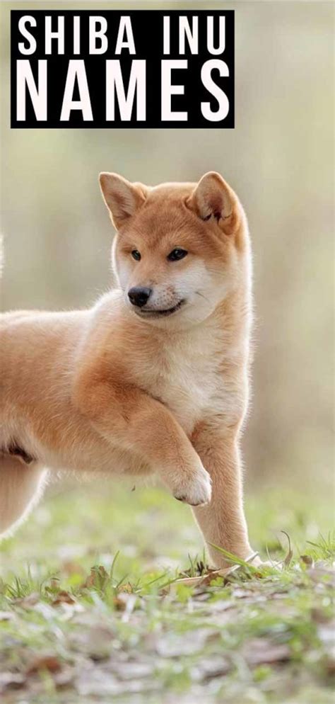 Shiba Inu Names - What’s The Best Name For Your Puppy?