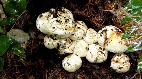 Wild Matsutake Mushroom Foraging in the Pacific Northwest - YouTube