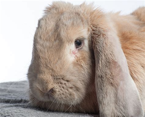 Lop-eared rabbits more likely to suffer from ear and dental problems, study confirms for first time