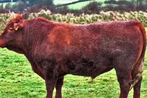 30 Best Cow Breeds for Meat and Milk You'll Want to Know About | Cattle, Breeds, Cow