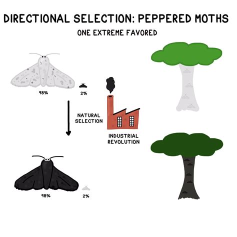 Directional Selection Peppered Moth