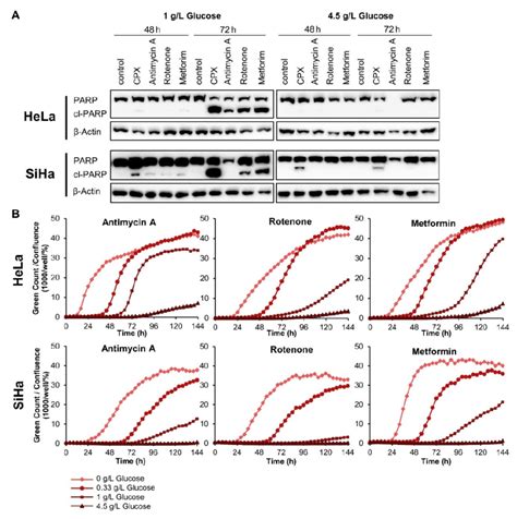 OXPHOS inhibitors induce glucose-dependent apoptosis in cervical cancer ...