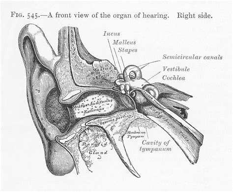 Ear Diagram Of The Front View Drawing by Mary Evans Picture Library