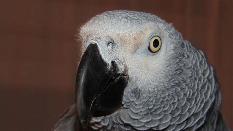 African Grey Parrot Beak free image download