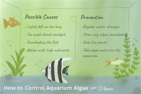 How to Control Aquarium Algae