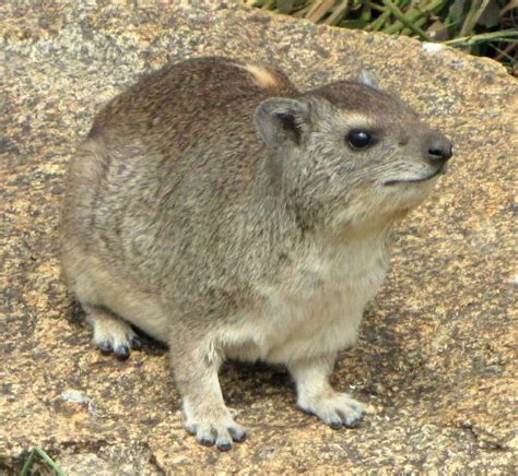 Hyrax - New World Encyclopedia