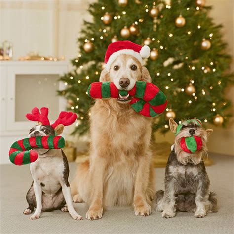 25 Fun Christmas Decorating Ideas For Pet Lovers | HomeMydesign