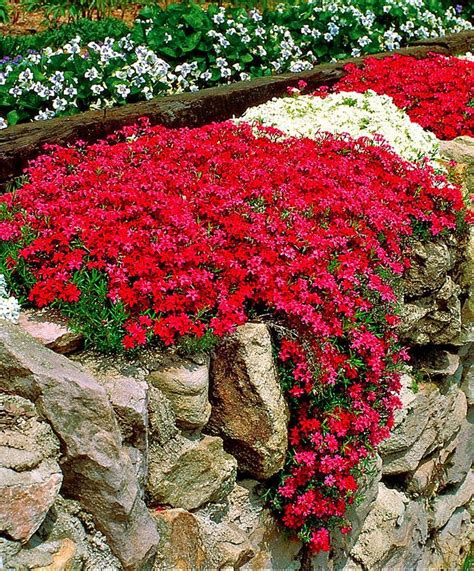 GardenLovers: Moss Phlox (Phlox subulata) is a richly flowering, clump-forming phlox that stays ...