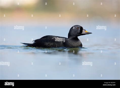 Common Scoter; Melanitta nigra; Male; Winter; UK Stock Photo - Alamy