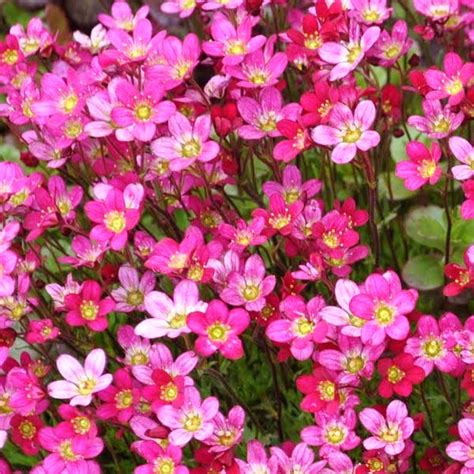 Saxifrage Seeds On Sale at Great Low Prices from The Garden Shop