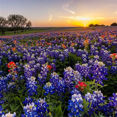 Texas Bluebonnet & Indian Paintbrush Seed Combo