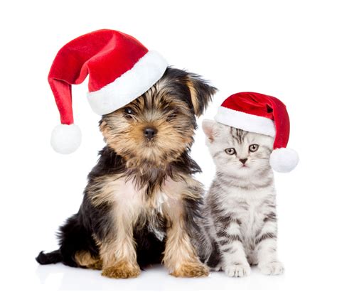 Download Dog Cat Santa Hat Kitten Puppy Christmas Holiday Animal Cat & Dog 4k Ultra HD Wallpaper