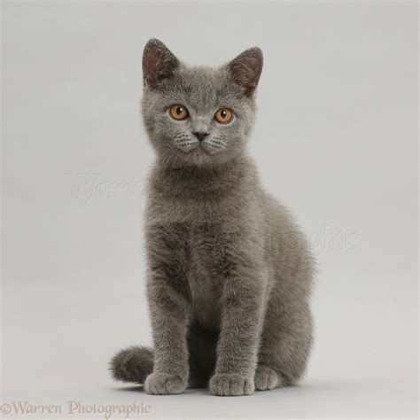 Blue British Shorthair kitten sitting on grey background photo WP41968