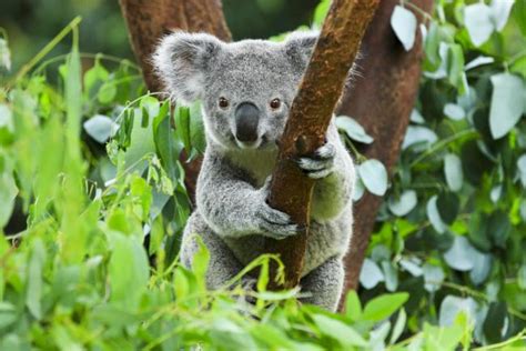 Top 10 facts about Koalas | WWF